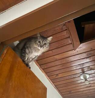 Seu gato &eacute; um acumulador? Veja por que ele traz &lsquo;trof&eacute;us&rsquo; para casa