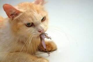 Seu gato &eacute; um acumulador? Veja por que ele traz &lsquo;trof&eacute;us&rsquo; para casa