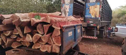 PMA flagra desmatamento e transporte irregular de aroeira em &aacute;rea de reserva