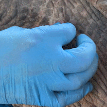 Gigante pr&eacute;-hist&oacute;rico &eacute; filmado no Pantanal, com garra de 20 cent&iacute;metros 