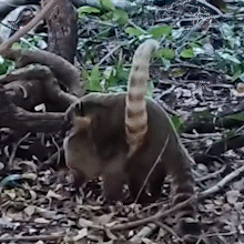 Casal de quatis &eacute; flagrado acasalando em reserva ambiental de Campo Grande