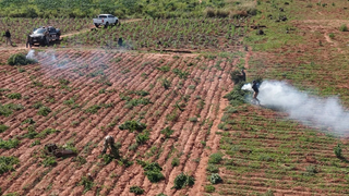 Pol&iacute;cia desmantela fazenda com 14 hectares de maconha plantados