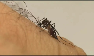 Com mais 4 v&iacute;timas, chikungunya chega a 16 mortes em MS