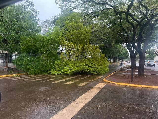 Mundo Novo tem maior acumulado de chuva e Dourados registra queda de &aacute;rvore