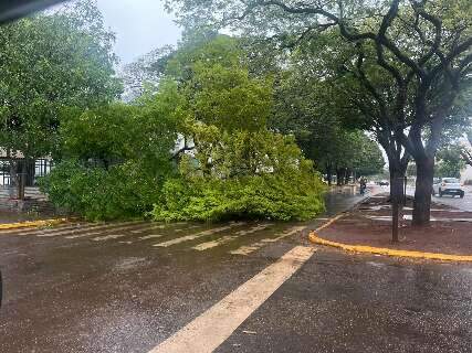 Mundo Novo tem maior acumulado de chuva e Dourados registra queda de &aacute;rvore