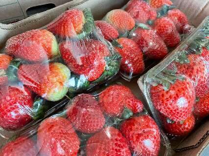 Com fim do &ldquo;hype&rdquo;, morango cai R$ 10 na Ceasa e chega a R$ 45 a caixa