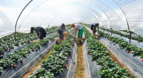 N&uacute;mero de cooperados no agro salta e setor gera 9 mil empregos em MS