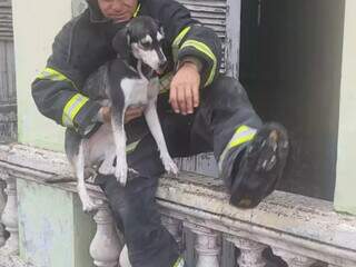 C&atilde;o &eacute; resgatado ap&oacute;s inc&ecirc;ndio em casar&atilde;o abandonado