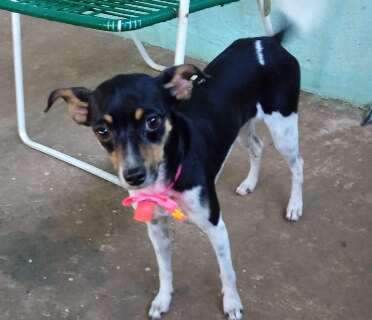 Idosa procura cachorrinha cega que fugiu na Vila Progresso