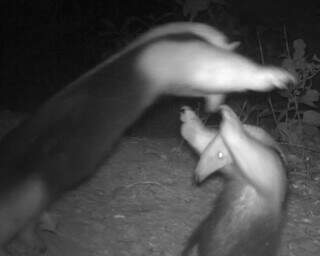 Lobinhos, tamanduás e antas: câmeras registram visitantes em tocas de tatus Lobinhos, tamanduás e antas: câmeras registram visitantes em tocas de tatus