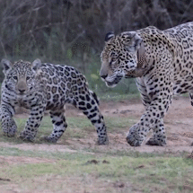 Aracy e novo filhote de on&ccedil;a-pintada desfilam para turistas no Pantanal