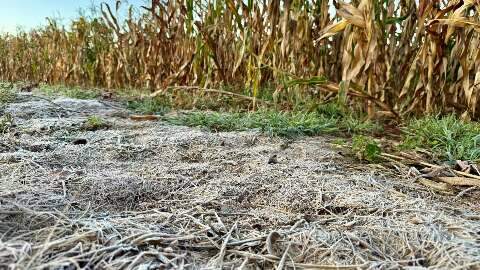 Em um m&ecirc;s Estado registrou temperaturas entre 1&ordm;C e 36&ordm;C