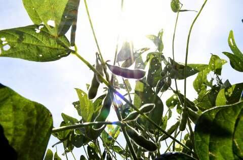 Governo define per&iacute;odo para planta&ccedil;&atilde;o de soja em MS