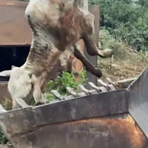 Animais morrem ap&oacute;s caminh&atilde;o com gado cair de barranco &agrave;s margens de rodovia