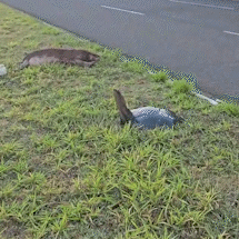 Capivara &eacute; atropelada e peda&ccedil;o de carro fica na pista na L&uacute;dio Coelho