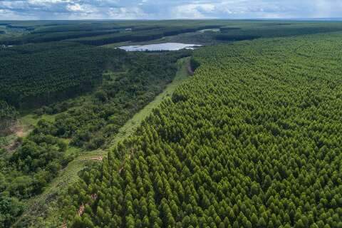 MSG&aacute;s relan&ccedil;a edital de gasoduto para Arauco e adota licita&ccedil;&atilde;o fechada