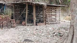 Ibama estuda captura da on&ccedil;a que atacou morador em Corumb&aacute;