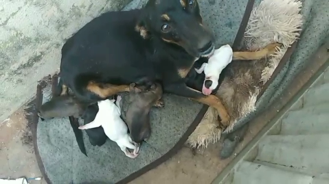 Fam&iacute;lia busca cadela que sumiu e deixou rec&eacute;m-nascidos no Tiradentes
