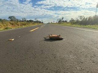 Rodovia rec&eacute;m-inaugurada revela retrato de risco para a fauna e desgaste precoce