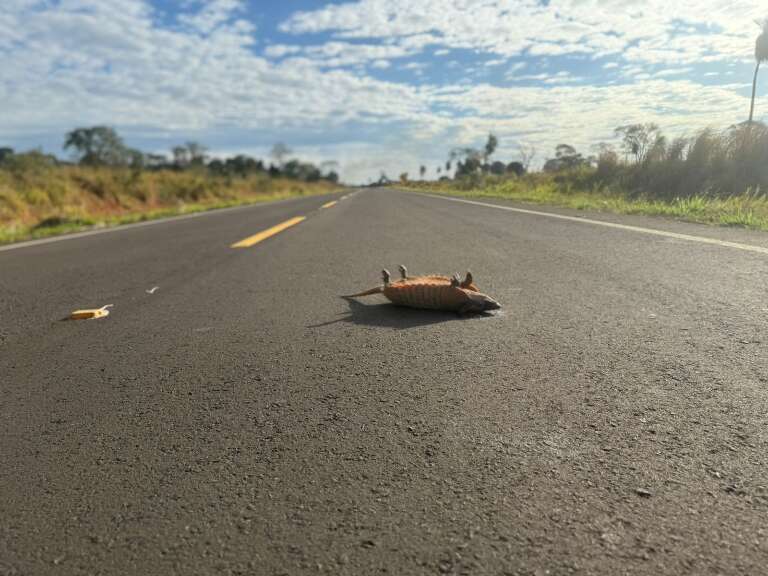 Campo Grande News