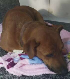 Cachorro &eacute; resgatado com hemorragia interna e professora procura tutor