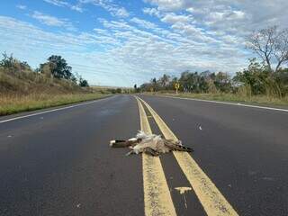 Rodovia rec&eacute;m-inaugurada revela retrato de risco para a fauna e desgaste precoce