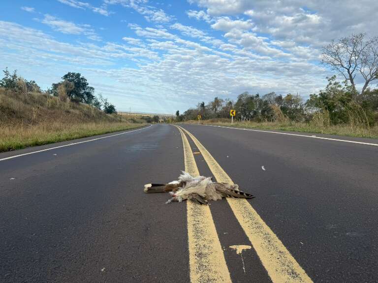 Campo Grande News