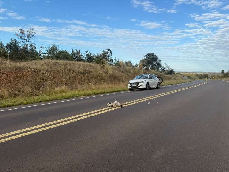 Campo Grande News