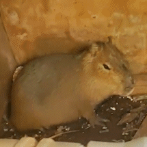 Capivara foge para um passeio em parque aqu&aacute;tico e &eacute; resgatada pela PMA