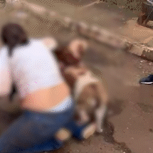 Mulher &eacute; atacada ao tentar salvar o pr&oacute;prio cachorro de pitbull solto