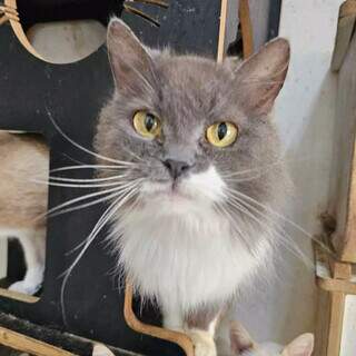 Gatos resgatados de maus-tratos buscam novo lar em feira de ado&ccedil;&atilde;o