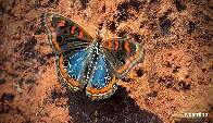 Fotógrafo registra beleza da borboleta que leva “Nossa Senhora” nas asas 