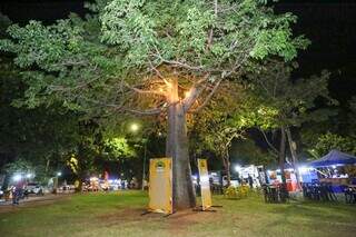 &Aacute;rvore plantada por morador antigo deu nome a nova feira da capital