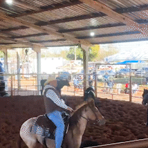Campeonato de Ranch Sorting em MS atrai competidores at&eacute; dos EUA