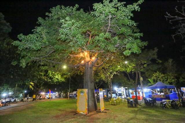 &Aacute;rvore plantada por morador antigo deu nome a nova feira da capital