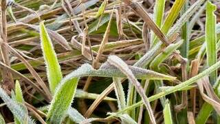 Frio marca a madrugada de domingo em MS, com mínima de até 1,3°C Frio marca a madrugada de domingo em MS, com mínima de até 1,3°C