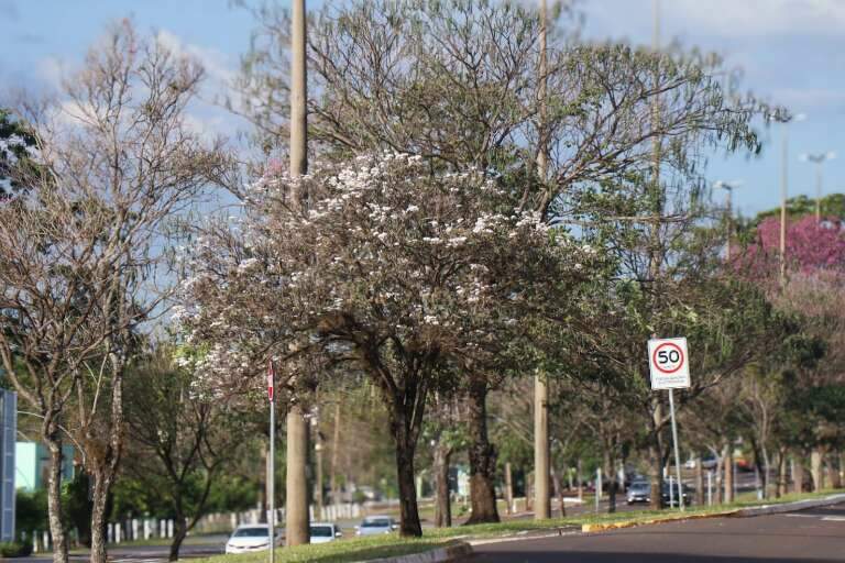 Campo Grande News