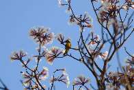 Flores de ipê branco embelezam Capital com a chegada da 5ª frente fria