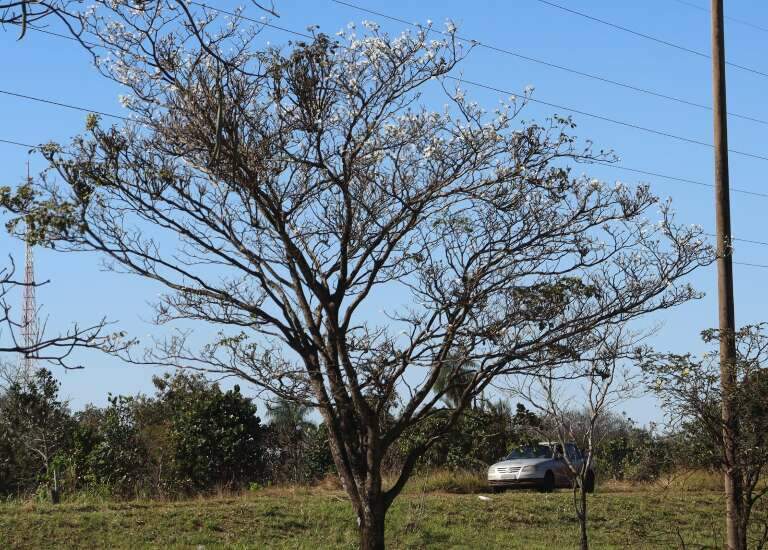 Campo Grande News