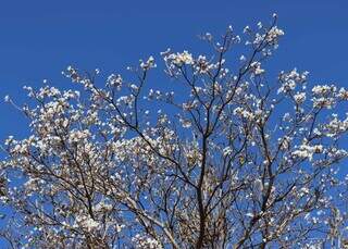 Flores de ip&ecirc; branco embelezam Capital com a chegada da 5&ordf; frente fria