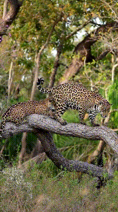 A &quot;vida real&quot; das on&ccedil;as-pintadas no Pantanal, da fofura ao inc&ocirc;modo com mosquito