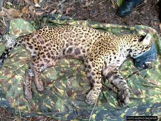On&ccedil;a-pintada de MS reverteu extin&ccedil;&atilde;o de mais de 70 anos na Argentina
