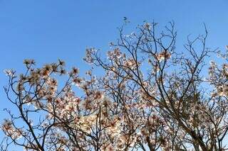 Flores de ip&ecirc; branco embelezam Capital com a chegada da 5&ordf; frente fria