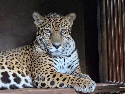 On&ccedil;a-pintada de MS reverteu extin&ccedil;&atilde;o de mais de 70 anos na Argentina