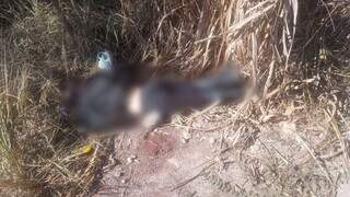 Mulher &eacute; achada morta em matagal com sinais de tortura e perfura&ccedil;&otilde;es no corpo