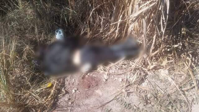 Mulher &eacute; achada morta em matagal com sinais de tortura e perfura&ccedil;&otilde;es no corpo