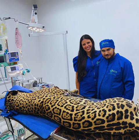 Hospital VetSaúde 24h alia tecnologia e carinho para redefinir o cuidado