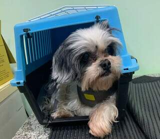 Depois do gato acumulador, chegou a vez do cachorro chantagista