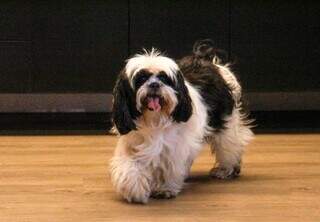 Shih-tzu perdido no Vivendas do Bosque aparece no Campo Grande News