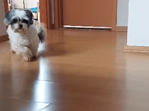 Depois do gato acumulador, chegou a vez do cachorro chantagista
